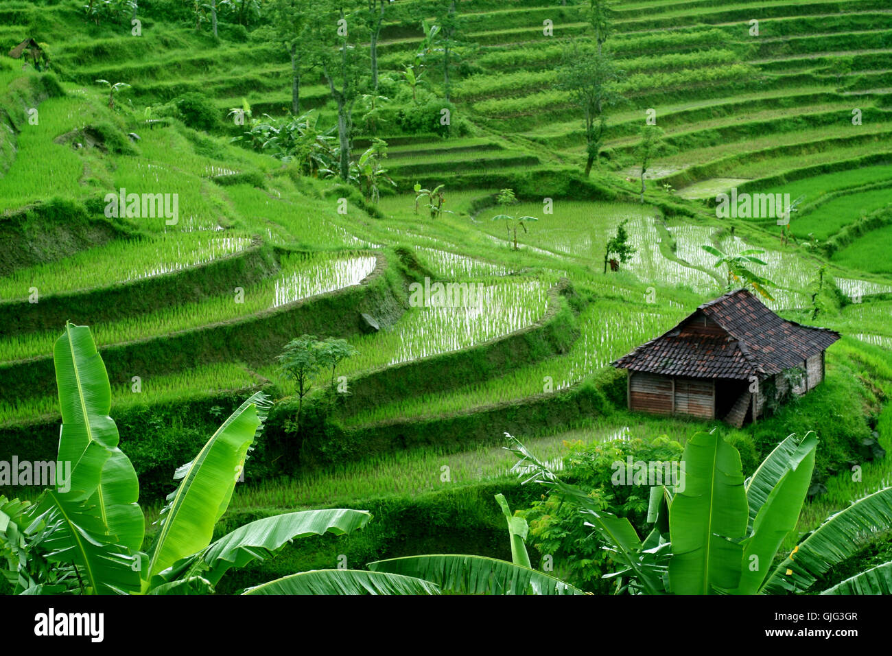 rice terraces 5 Stock Photo - Alamy