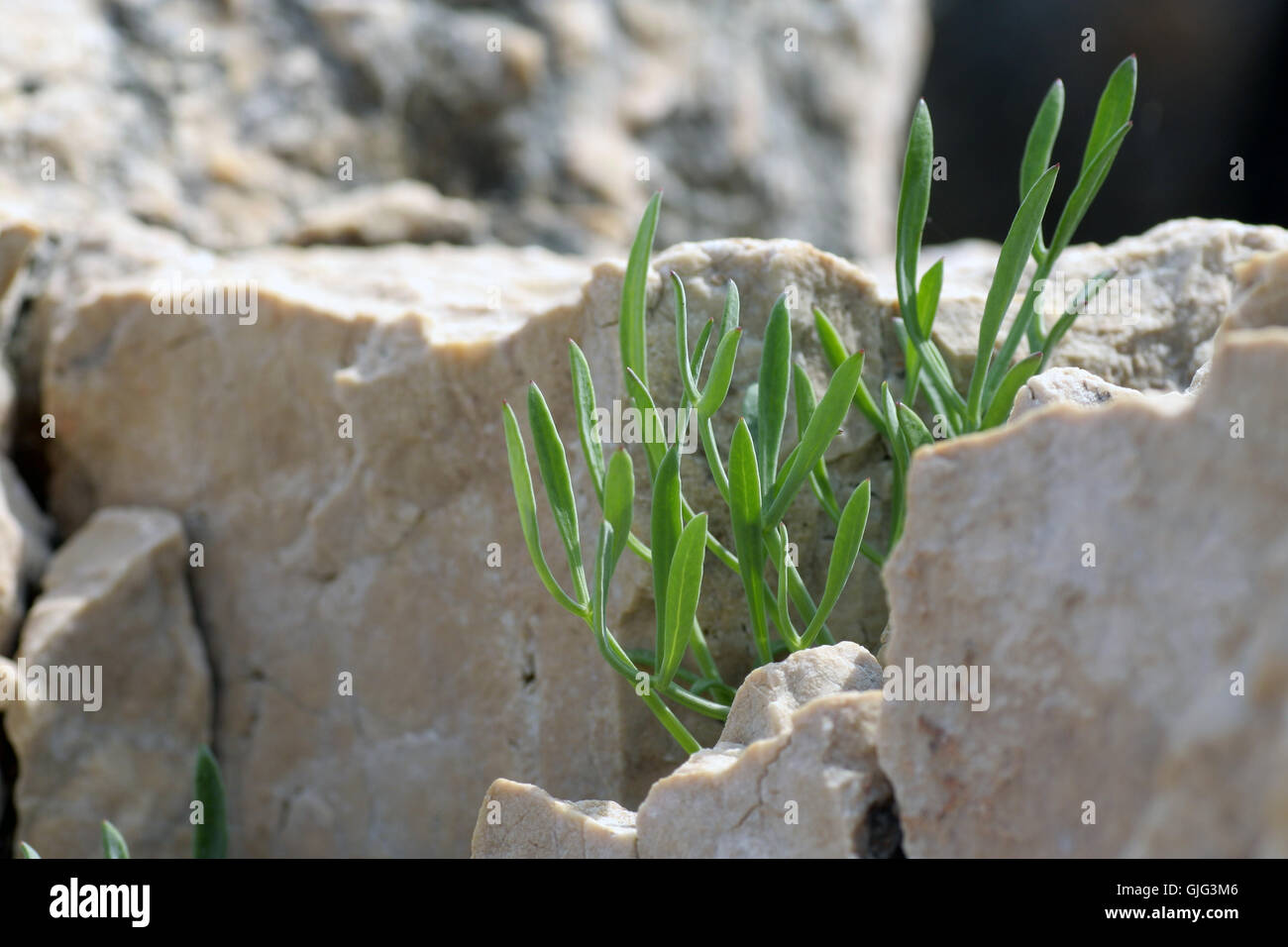 plant stone rock Stock Photo - Alamy