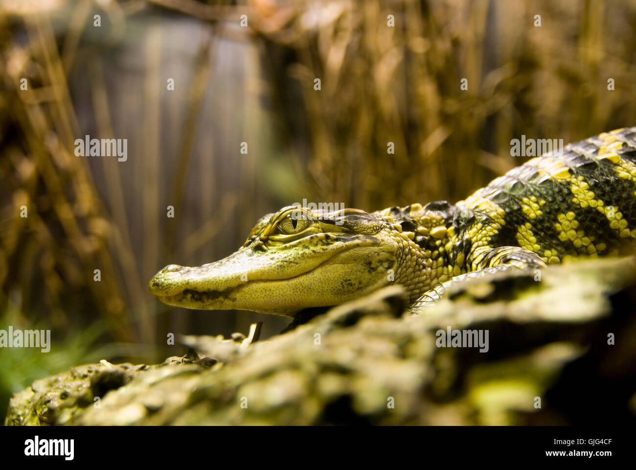 animal crocodile eye Stock Photo