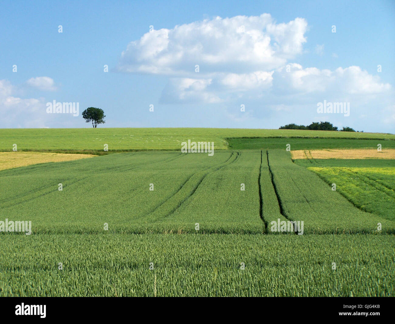 agriculture farming summer Stock Photo