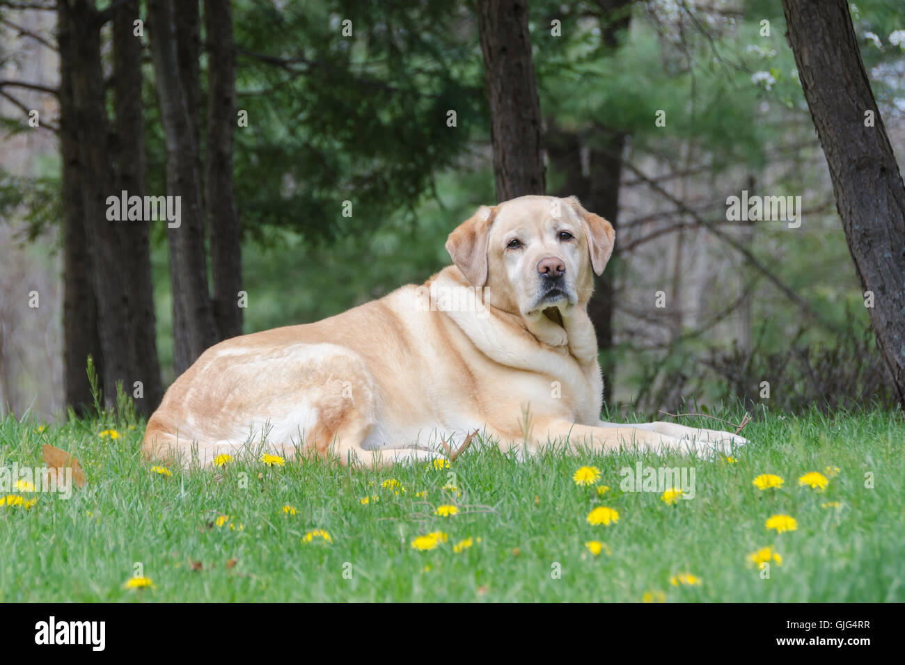 This English Blockhead Labrador Retriever is my sweet granddoggy. Stock Photo