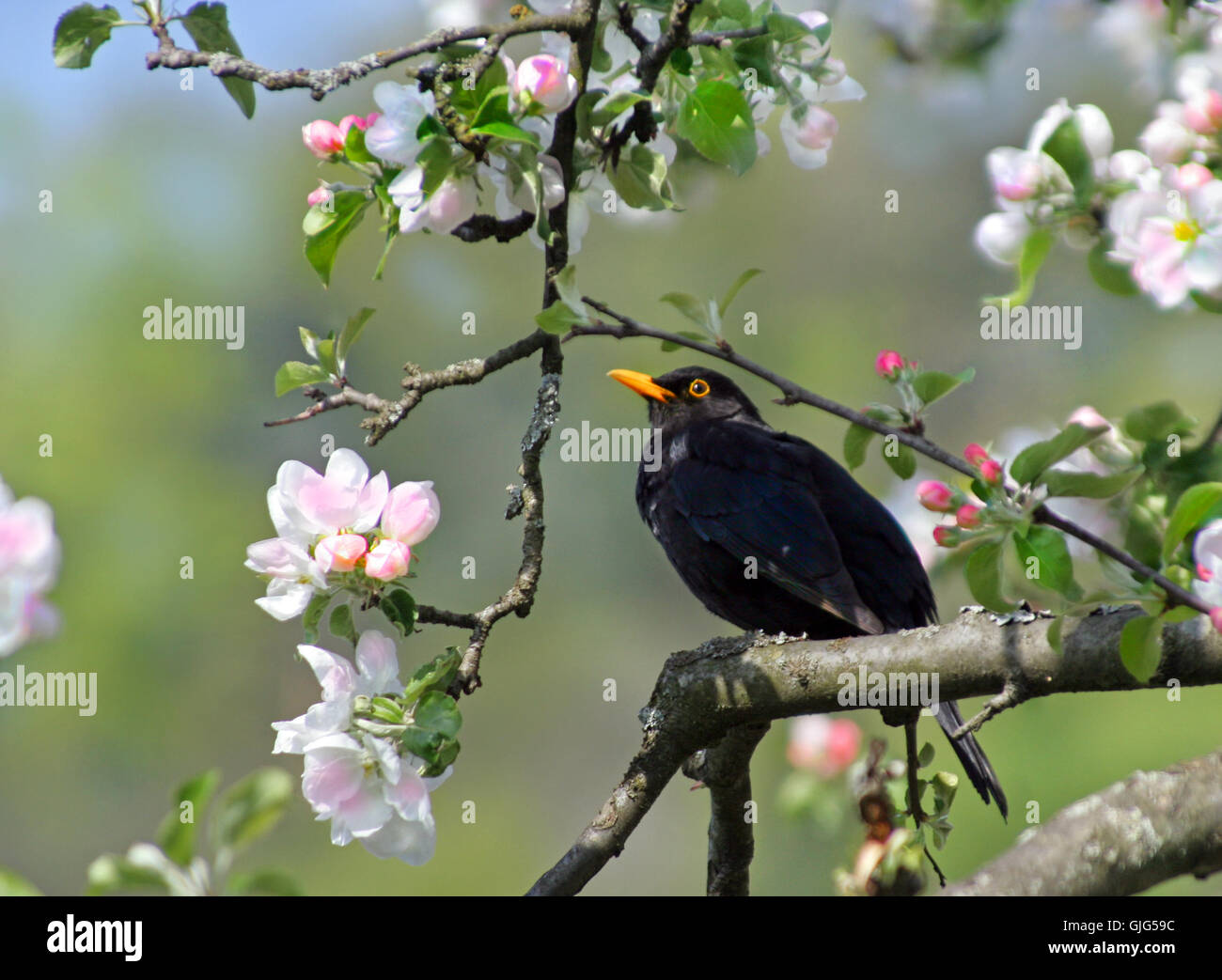 tree animal bird Stock Photo - Alamy