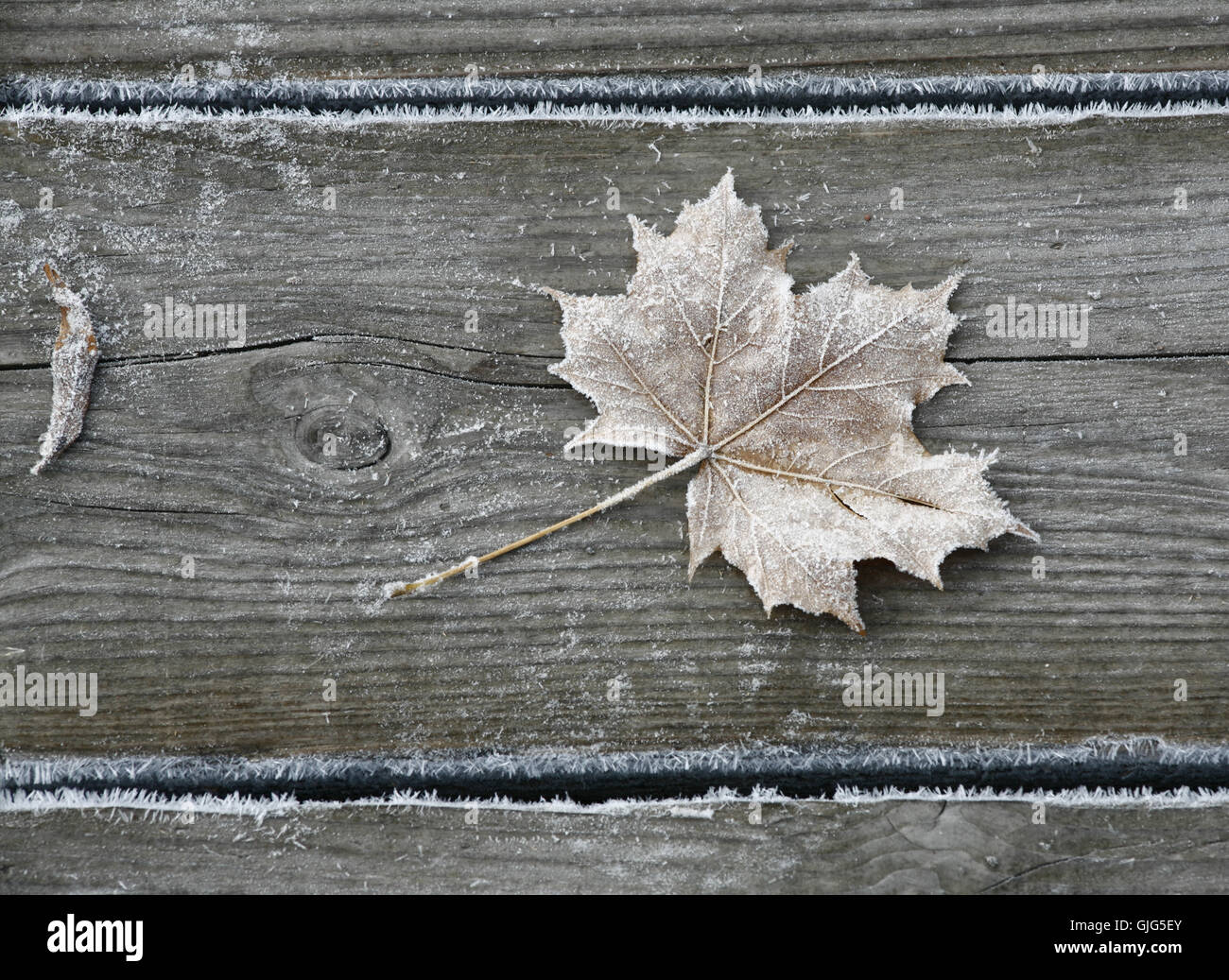 frosted maple leaf Stock Photo Alamy