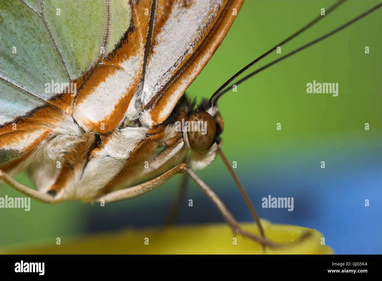 insect butterfly tongue Stock Photo Alamy