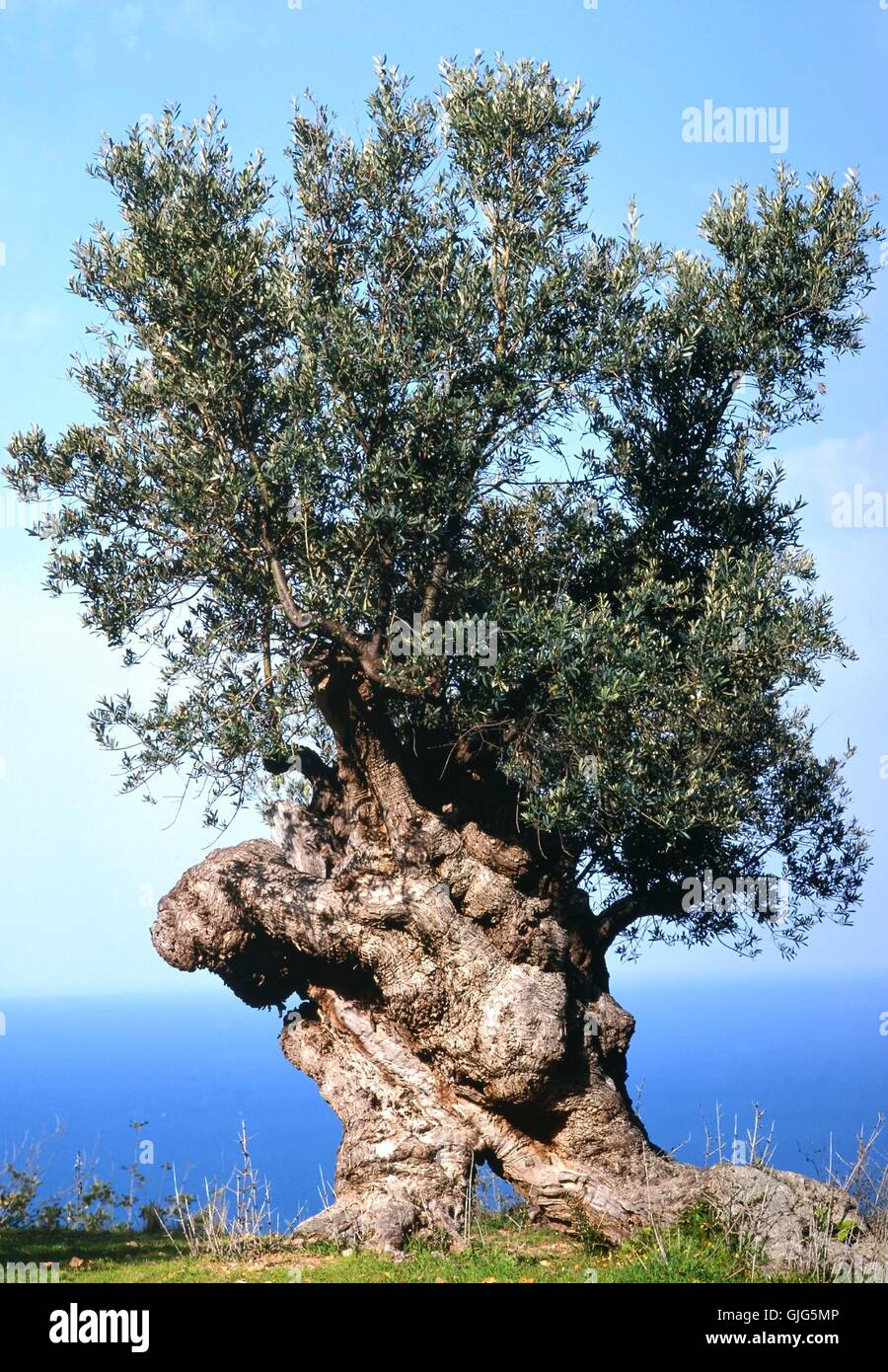 olive tree above the sea Stock Photo