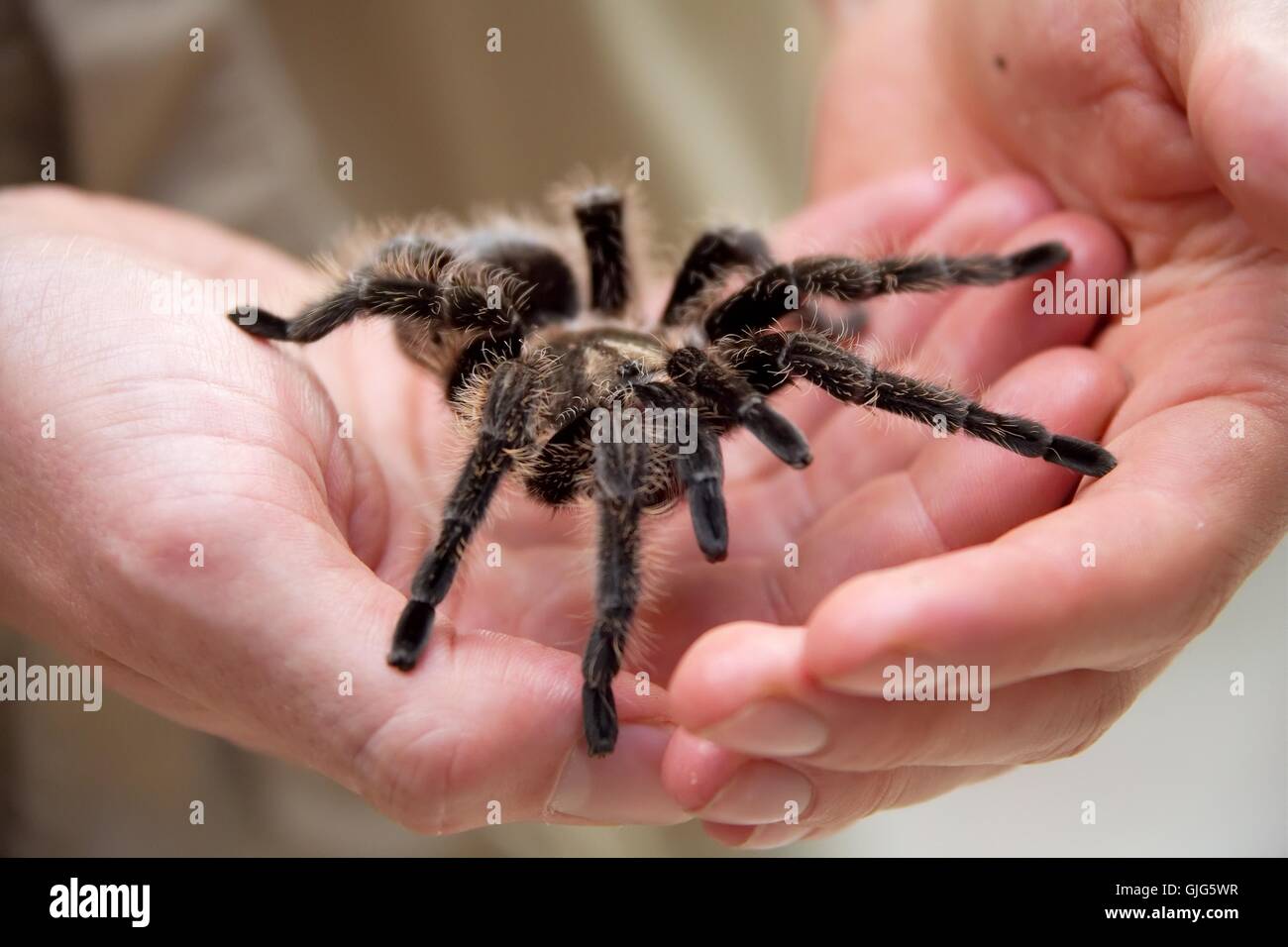 hand hands insect Stock Photo Alamy