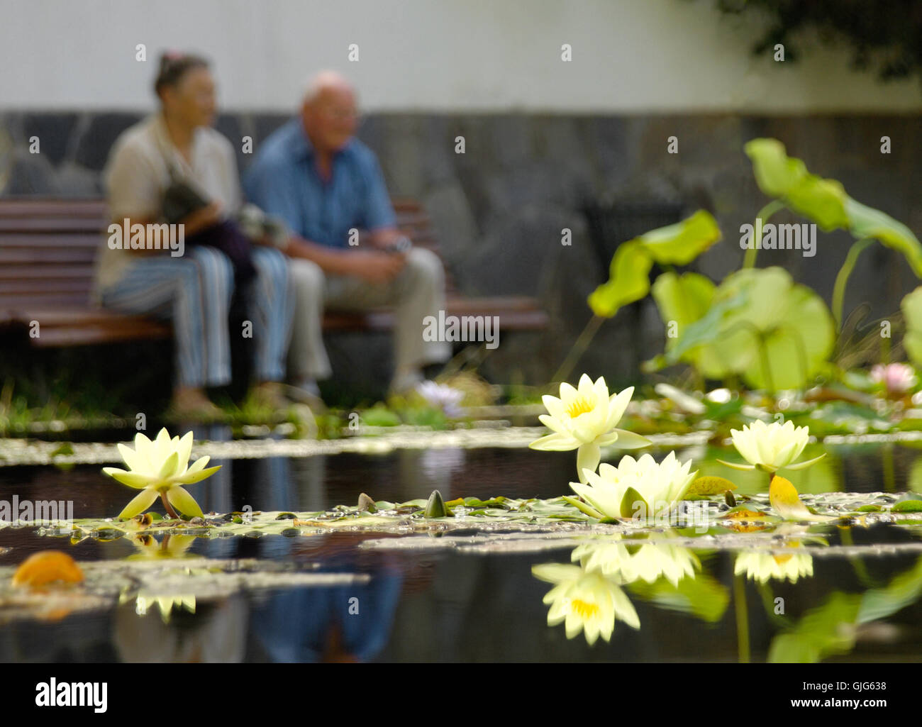 seniors at the lily pond Stock Photo
