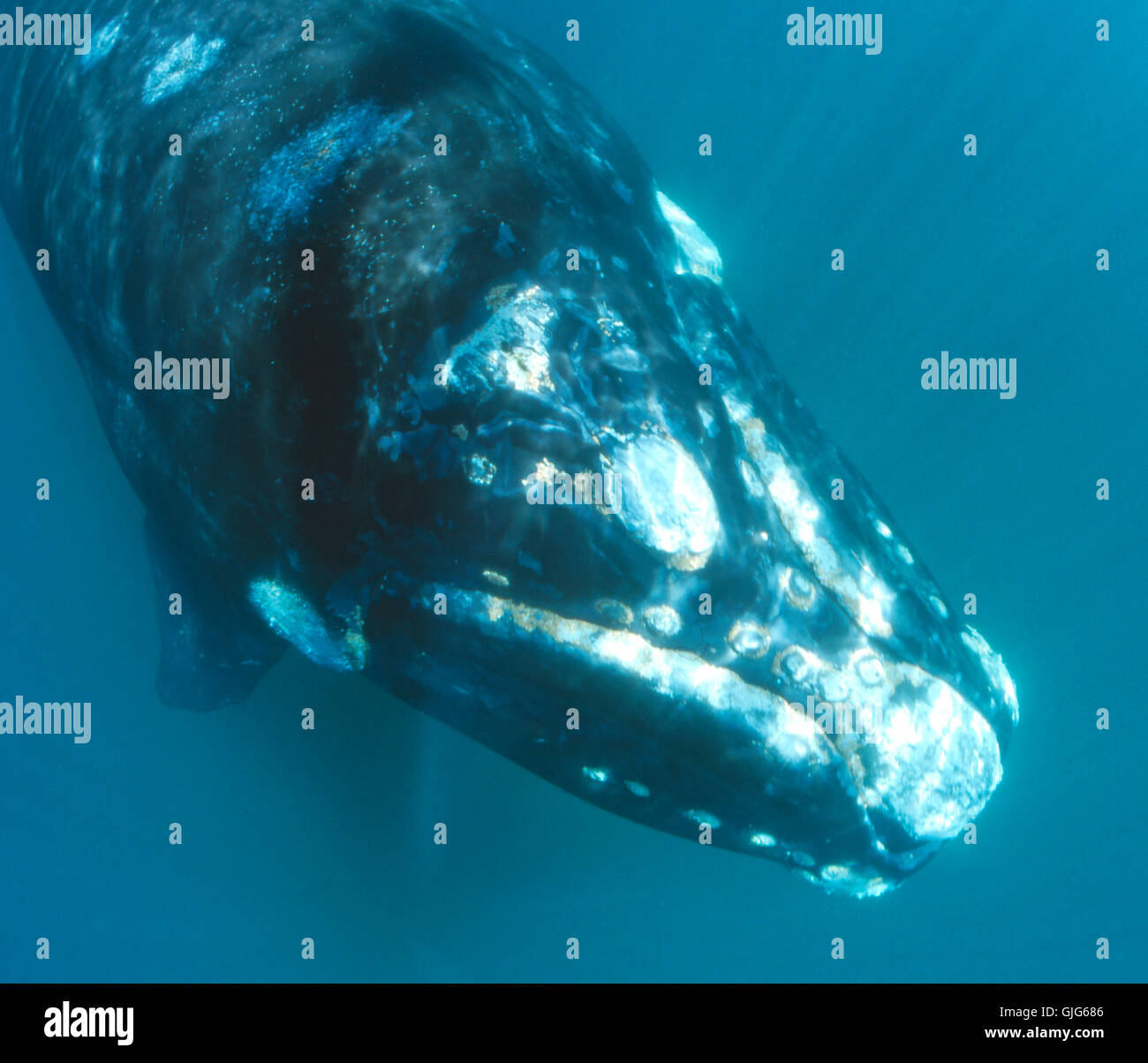 southern right whale Stock Photo - Alamy