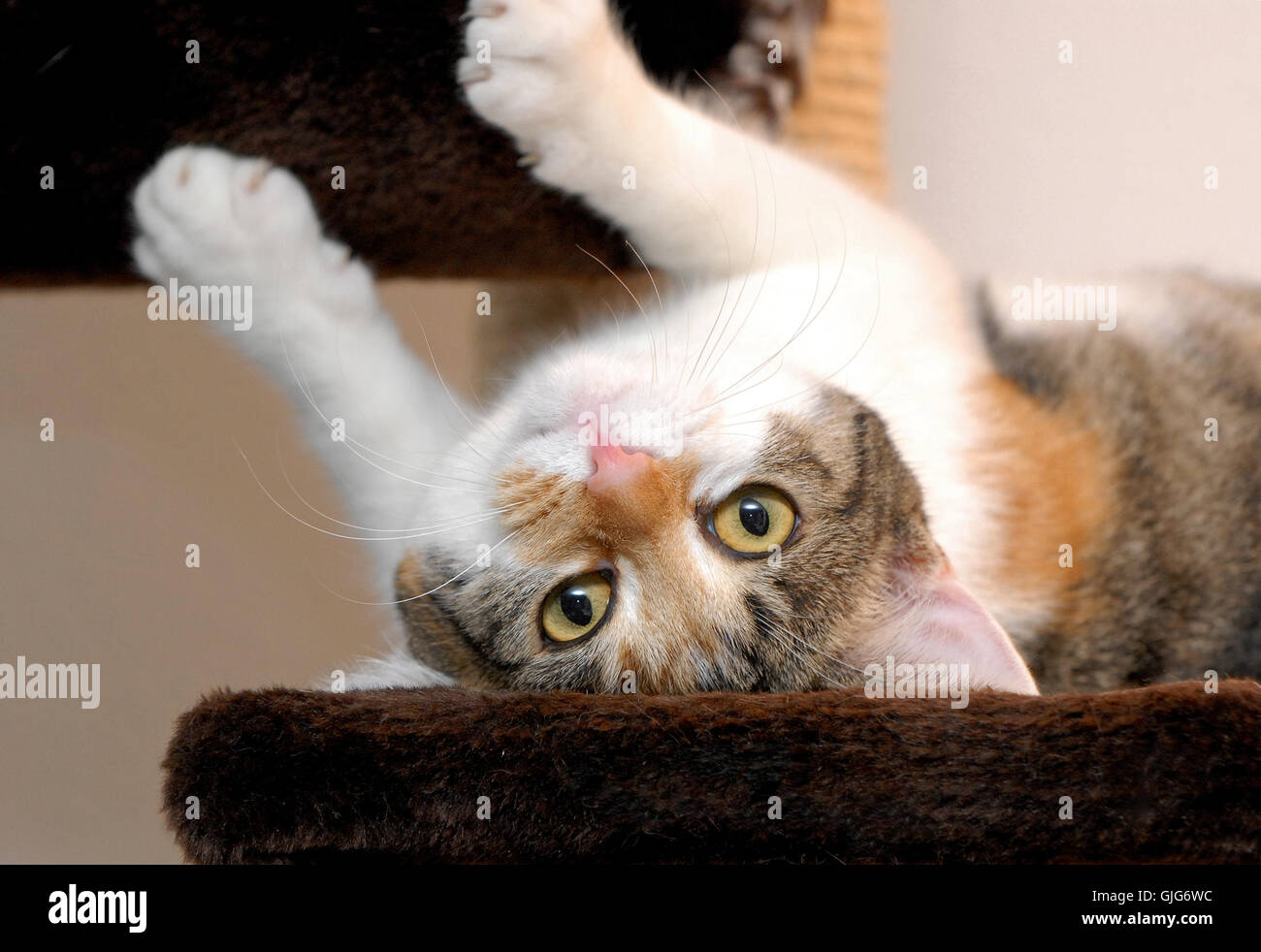 Kitten Scratching kitten scratching post Stock Photo - Alamy