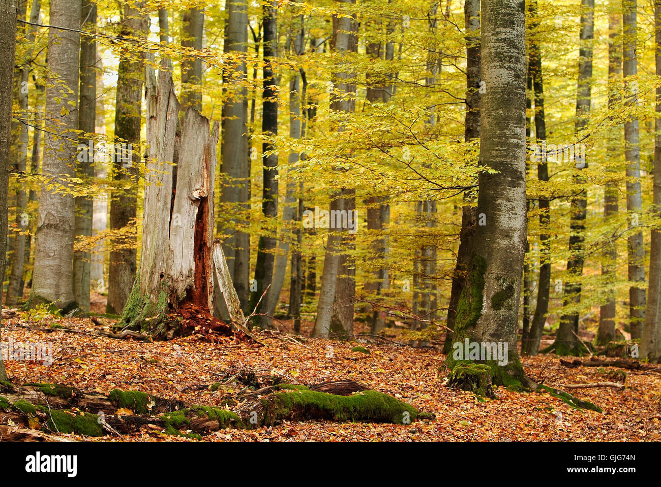 forest in autumn Stock Photo - Alamy