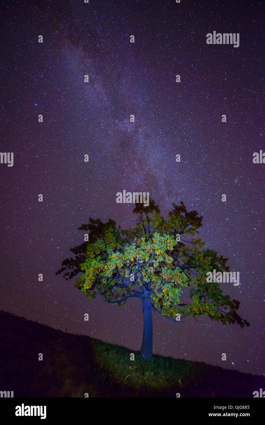 The Milky Way over the alone tree silhouette. Carpathian, Ukraine, Europe. Stock Photo