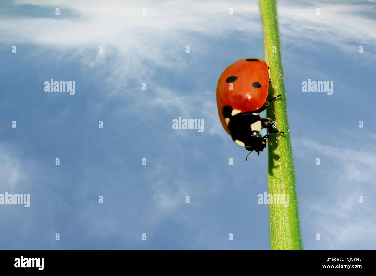 Sky Insect Cocinella hi-res stock photography and images - Alamy