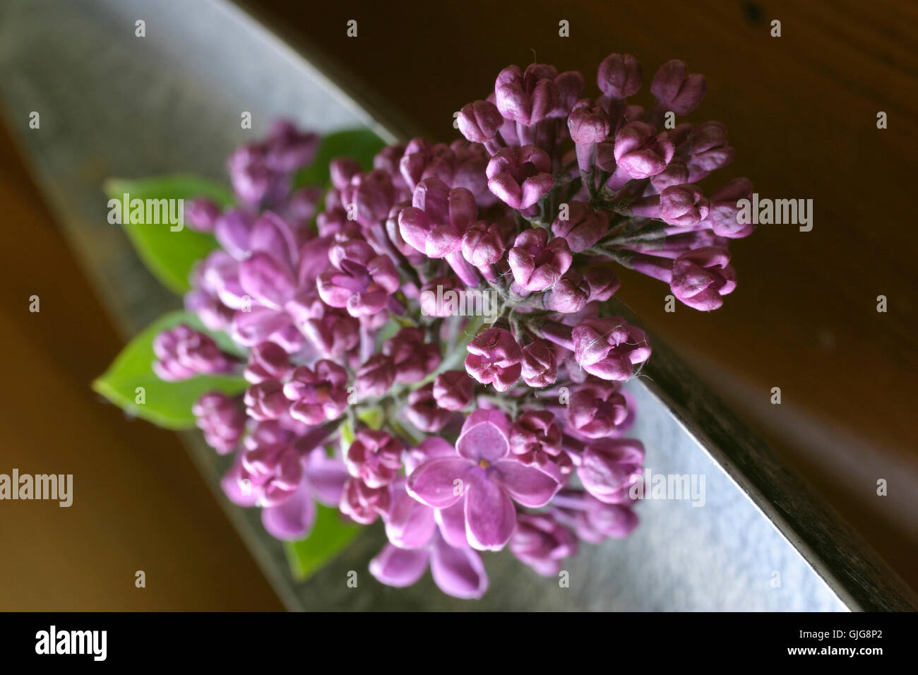 still life composition model Stock Photo