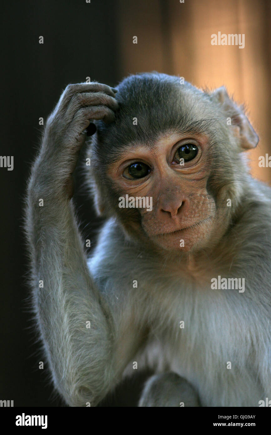 rhesus monkey Stock Photo