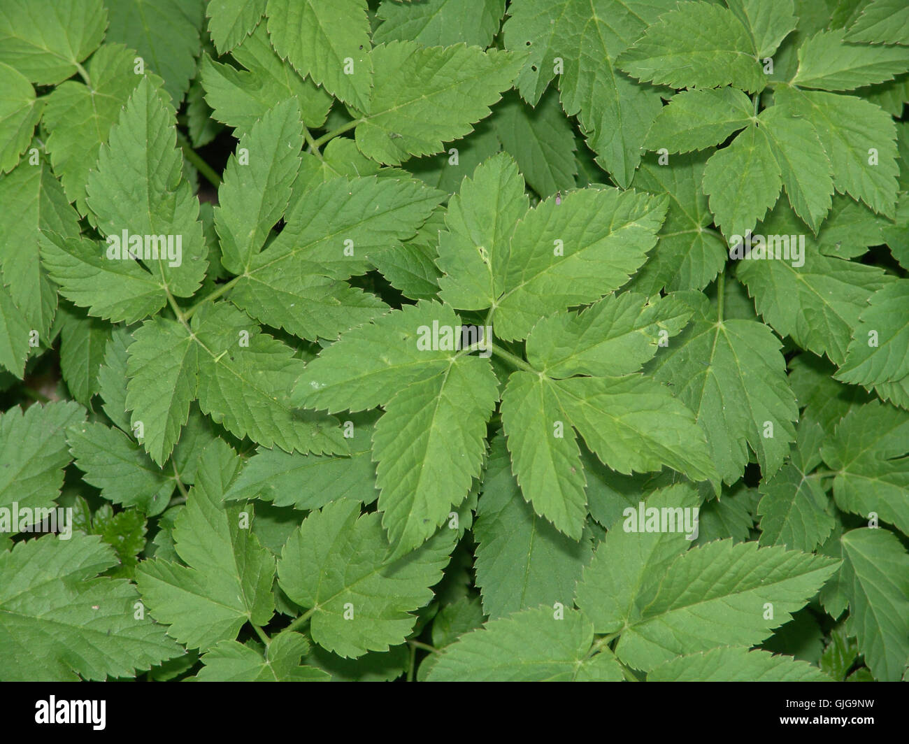 green weed gout Stock Photo
