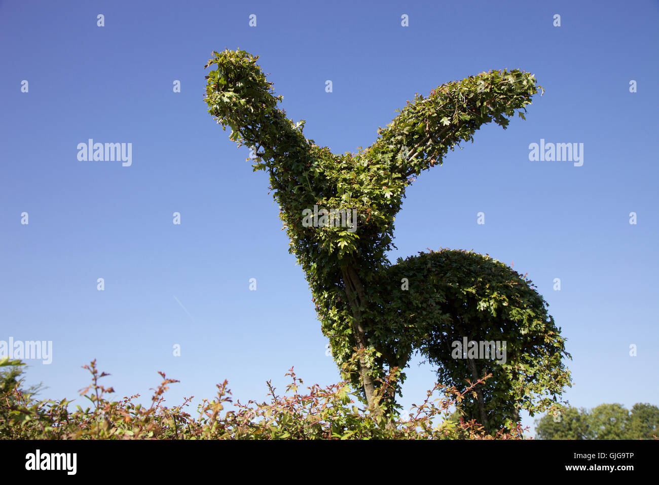 Topiary hawthorn in the shape of a baby creature Stock Photo