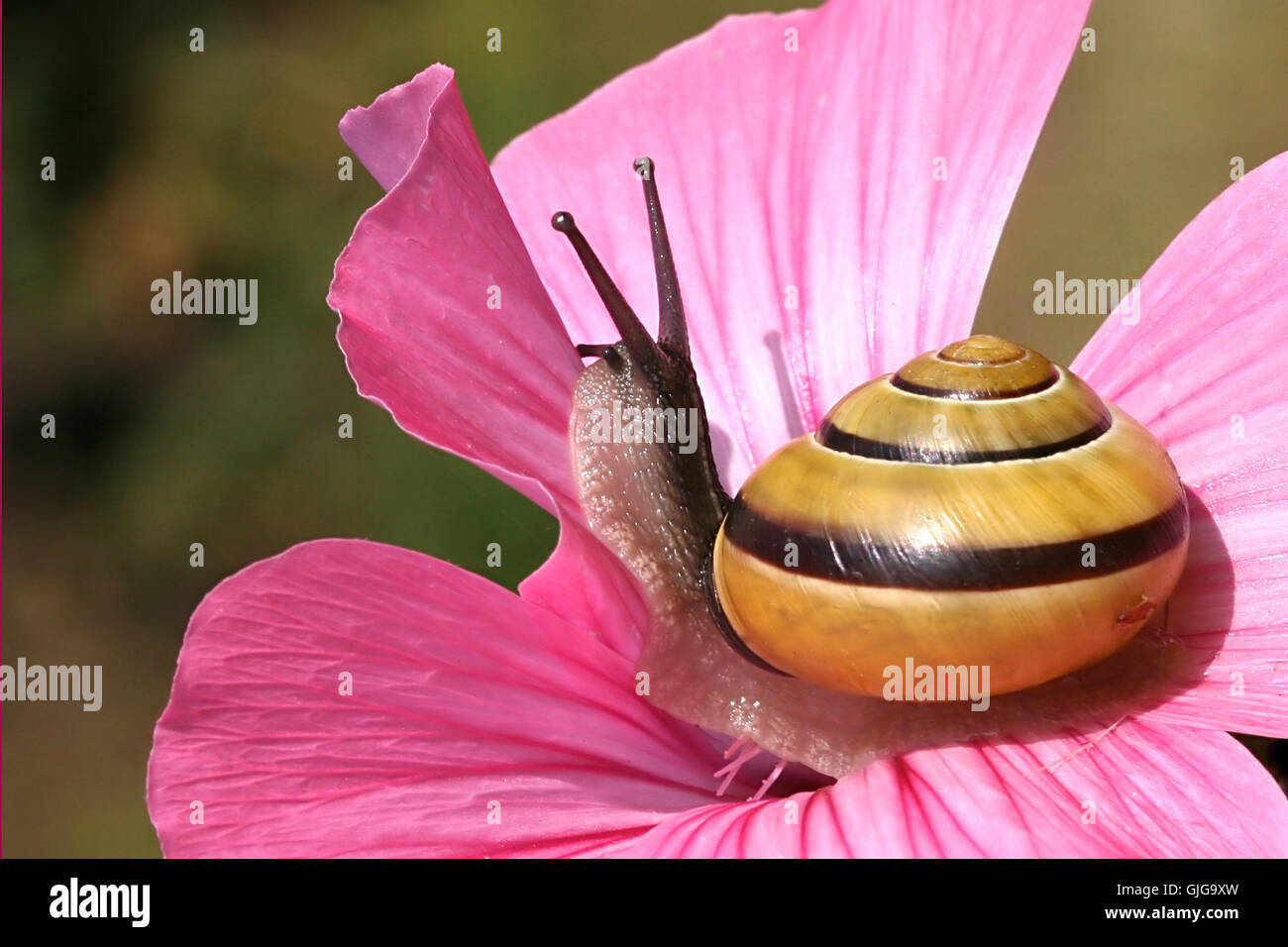 animal flower plant Stock Photo Alamy