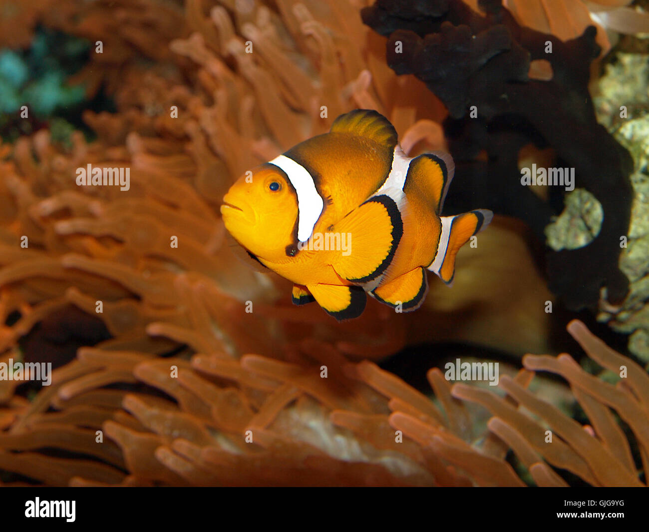 fish underwater dive Stock Photo Alamy