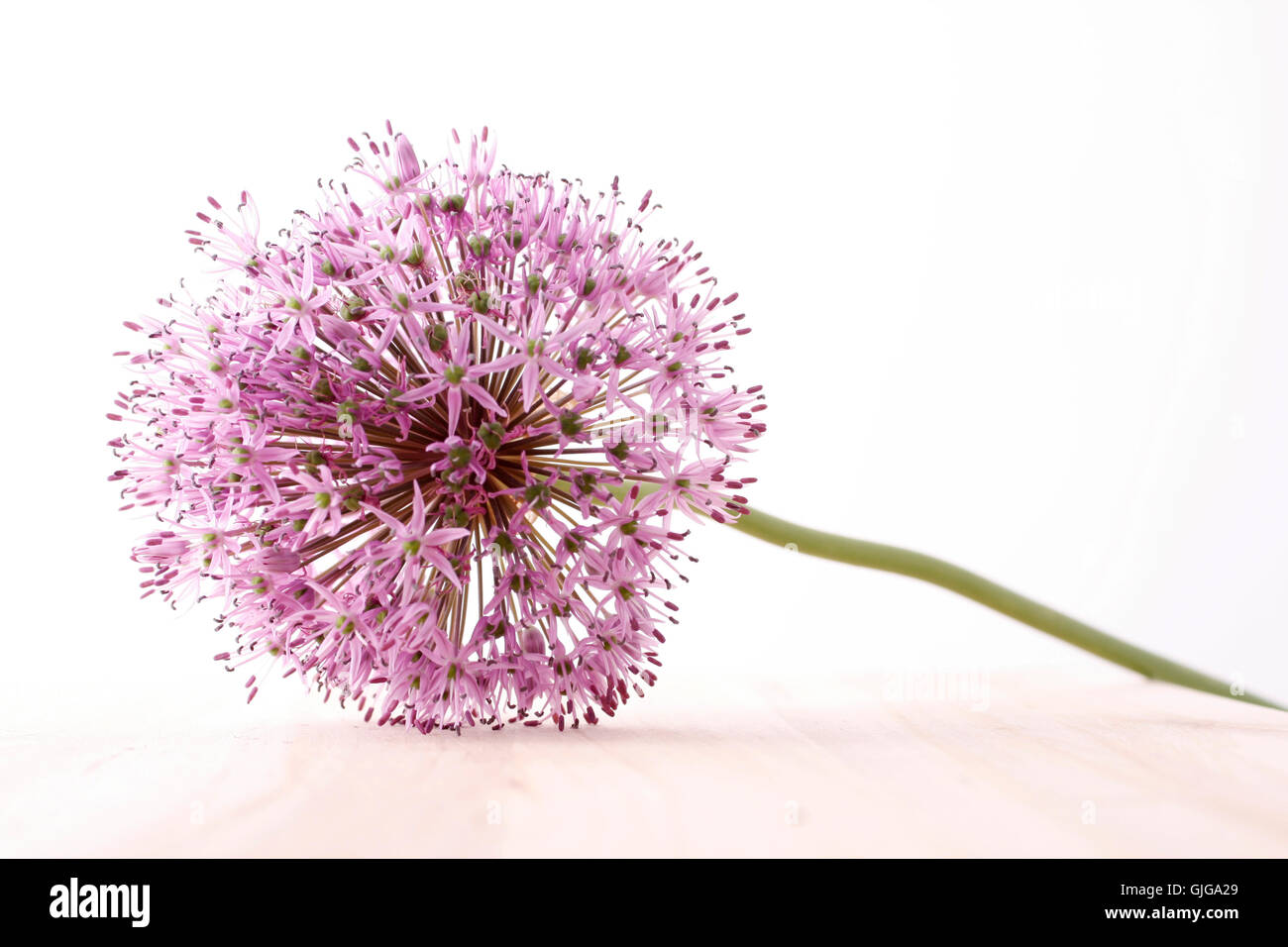garden flower plant Stock Photo