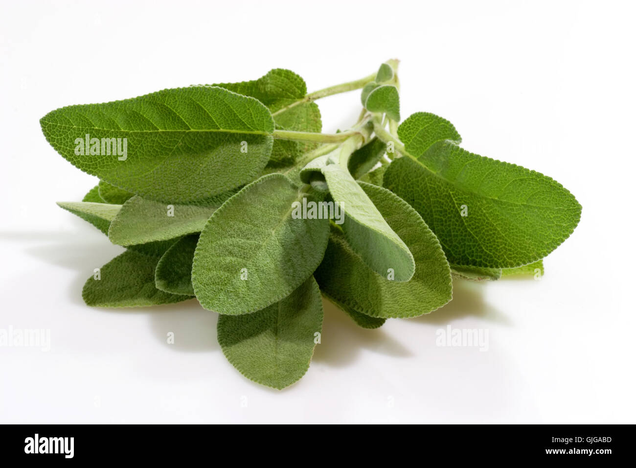 spice flavour sage Stock Photo Alamy