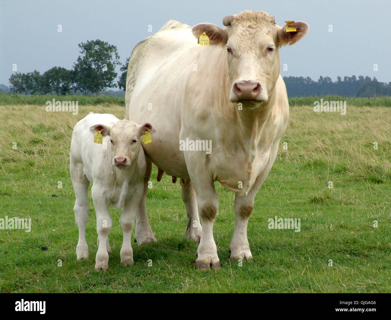 agriculture farming breeding Stock Photo Alamy