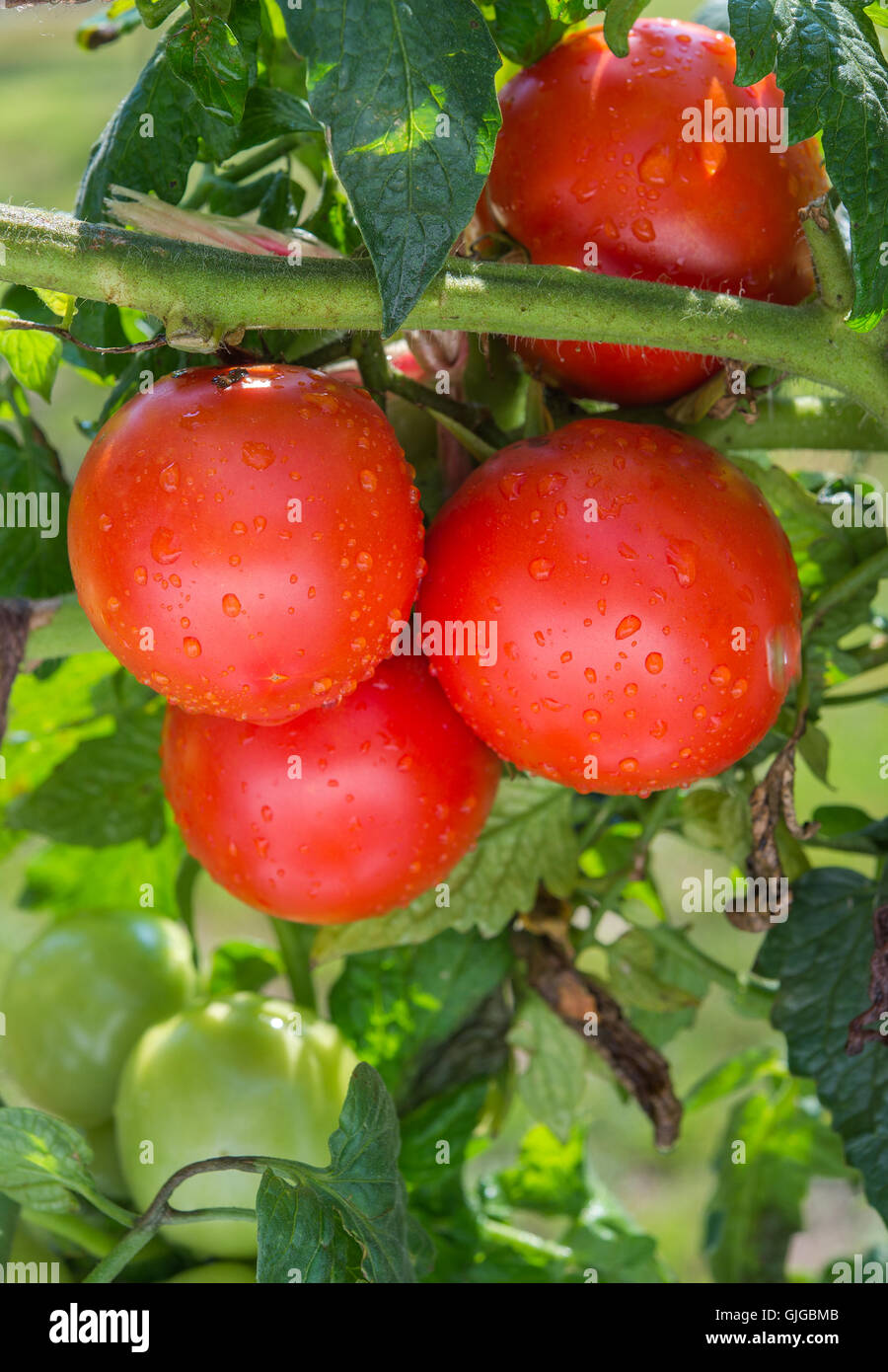 Growing red tomatoes in greenhouse Stock Photo - Alamy