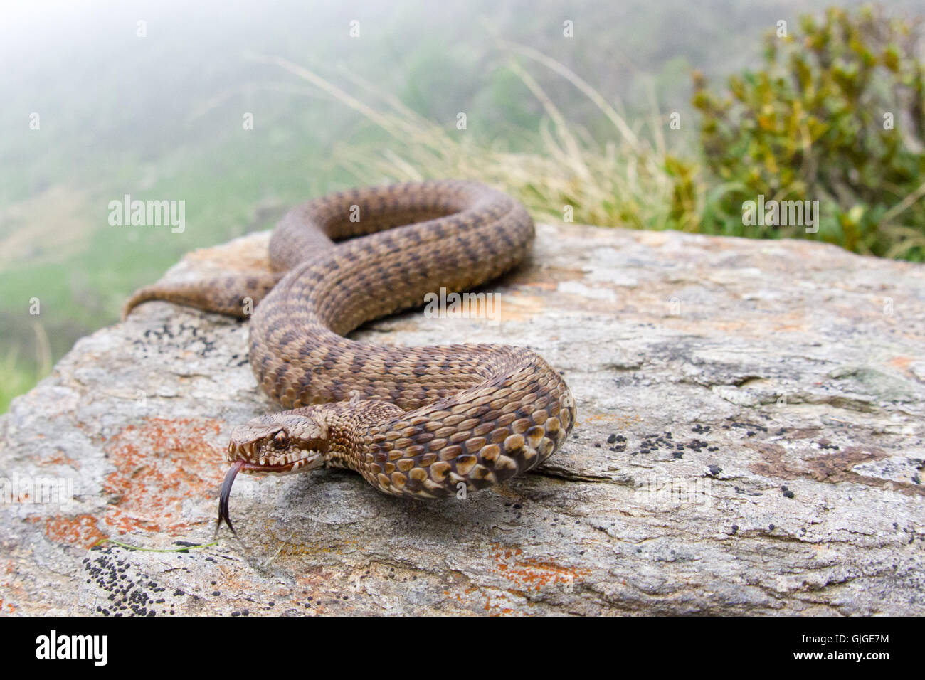 Vipera walser portrait with tongue, a new species ( year 2016) previously considered Vipera berus, from Italian Alps Stock Photo