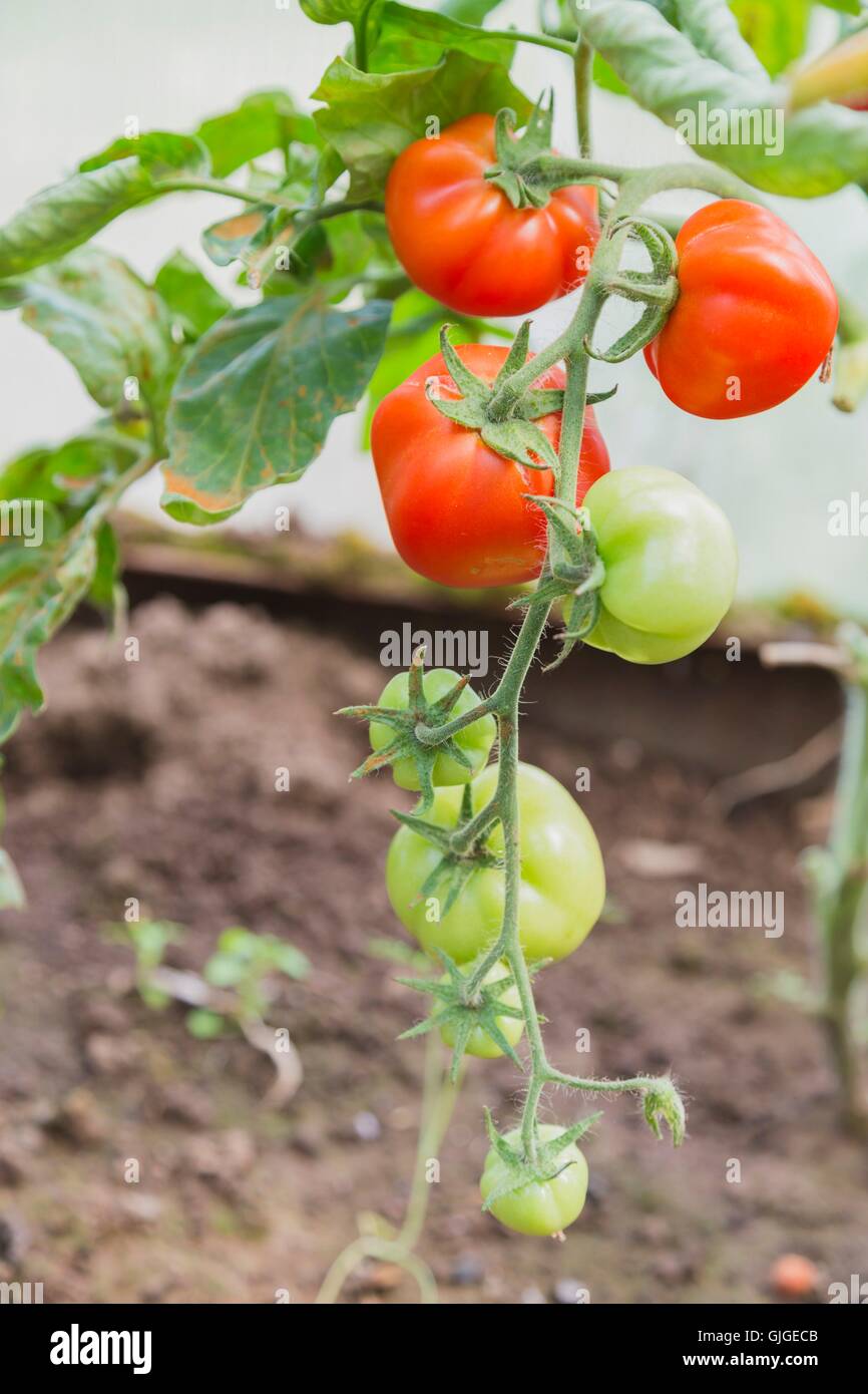 The red and green tomatoes on the bush Stock Photo - Alamy