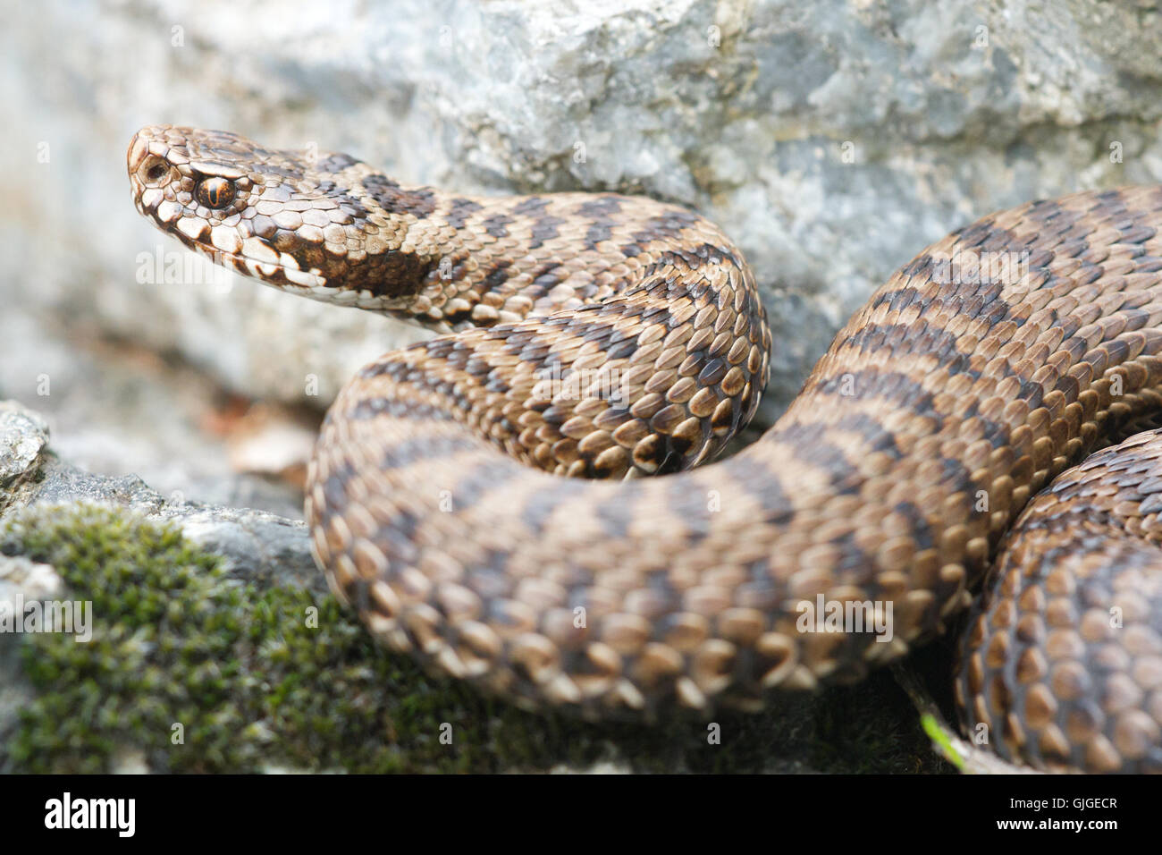 Vipera walser female portrait, a new species ( year 2016) previously considered Vipera berus, Italy. Stock Photo