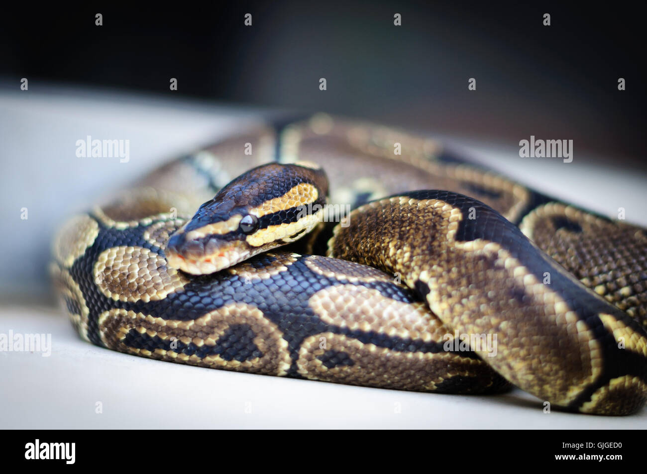 not a big Python regius resting on the stone Stock Photo - Alamy