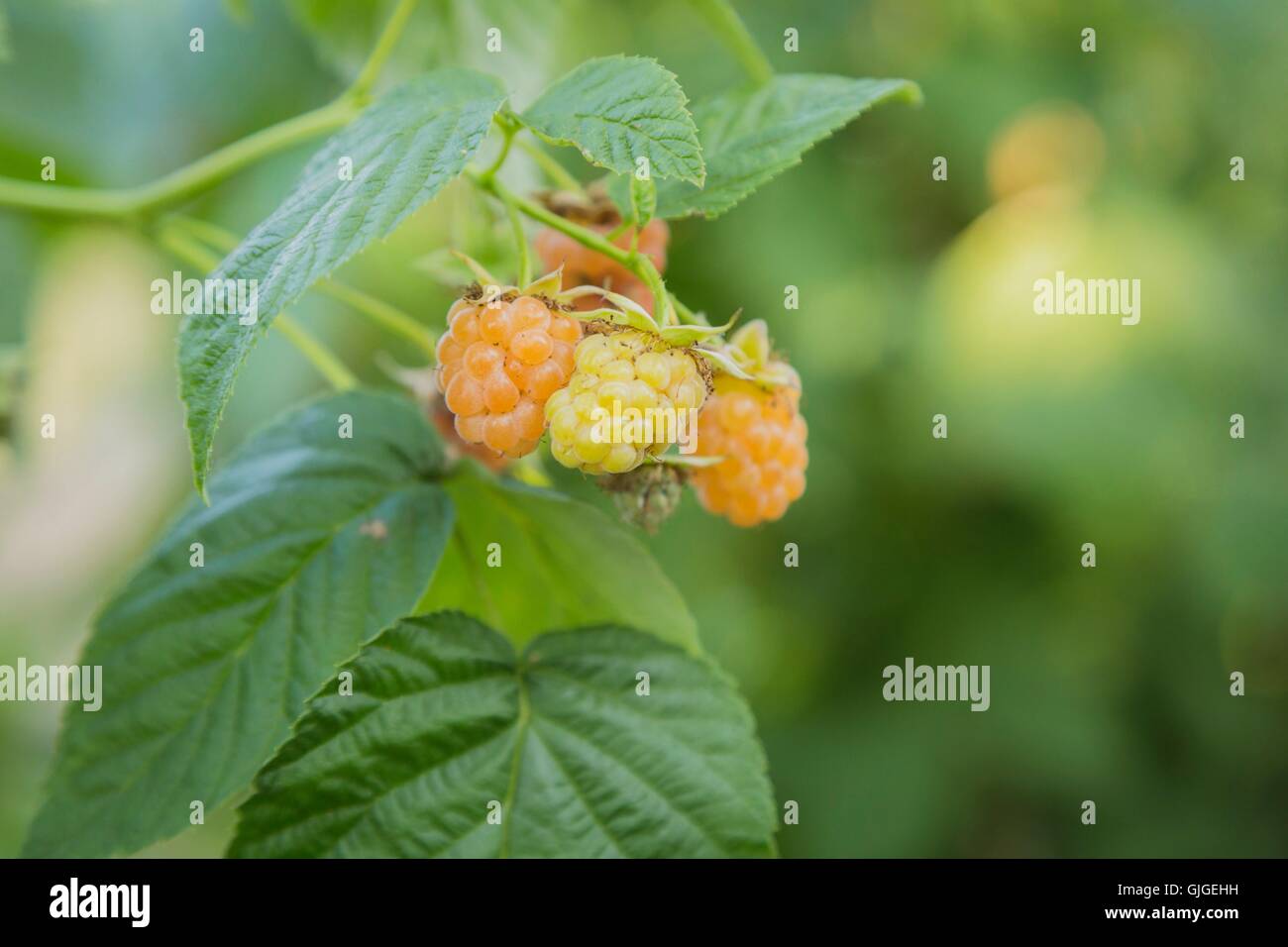 Yellow raspberry on the bush in the garden Stock Photo - Alamy