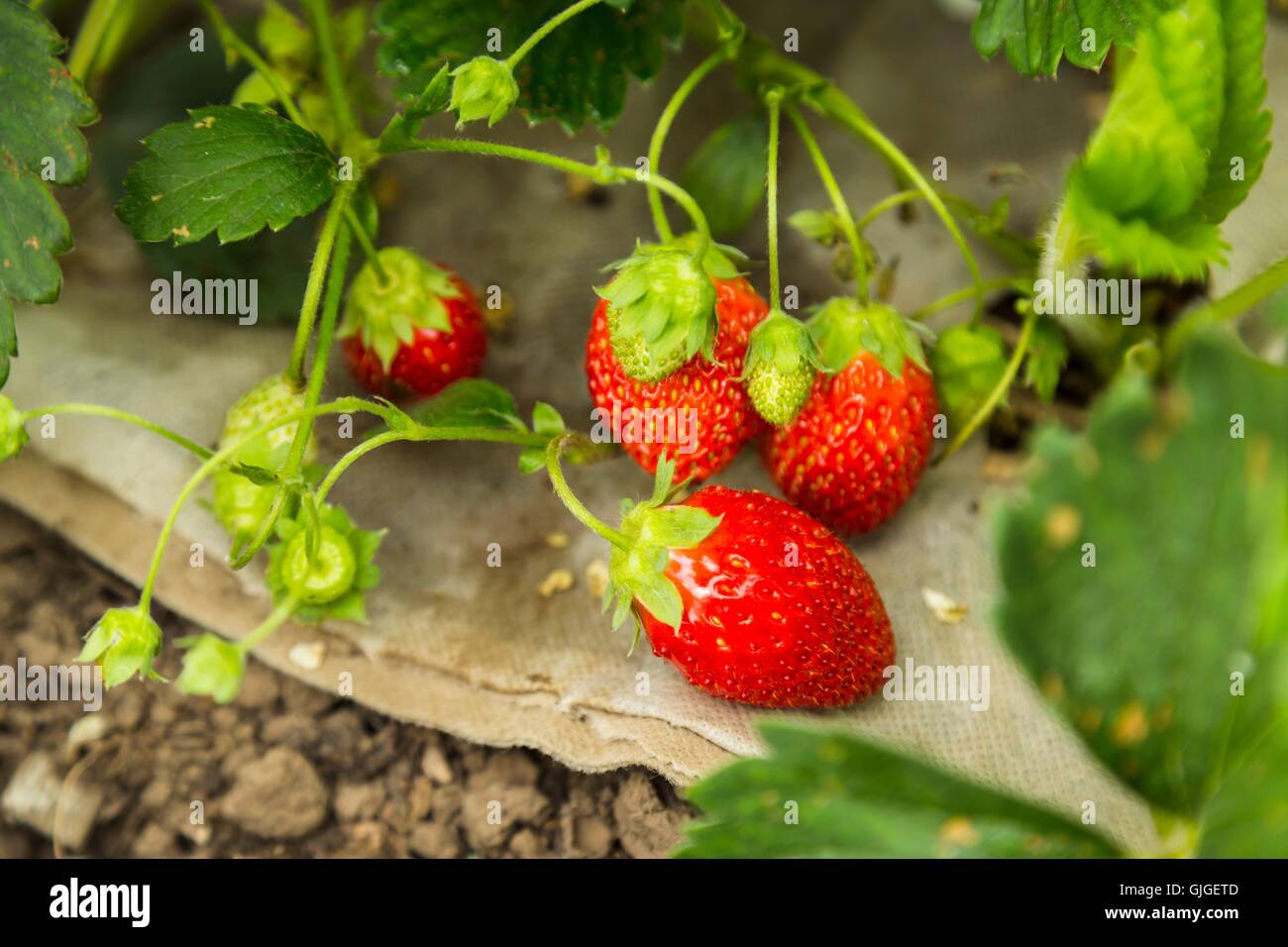 Growing strawberry plant with leaves and ripe berry hi-res stock ...