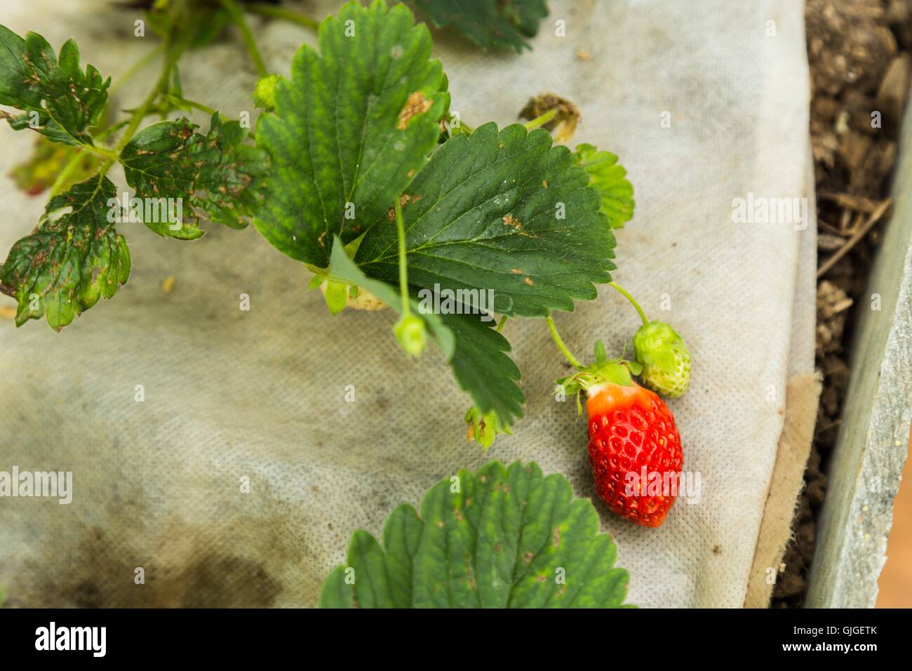 Bush of fresh red strawberry Stock Photo - Alamy