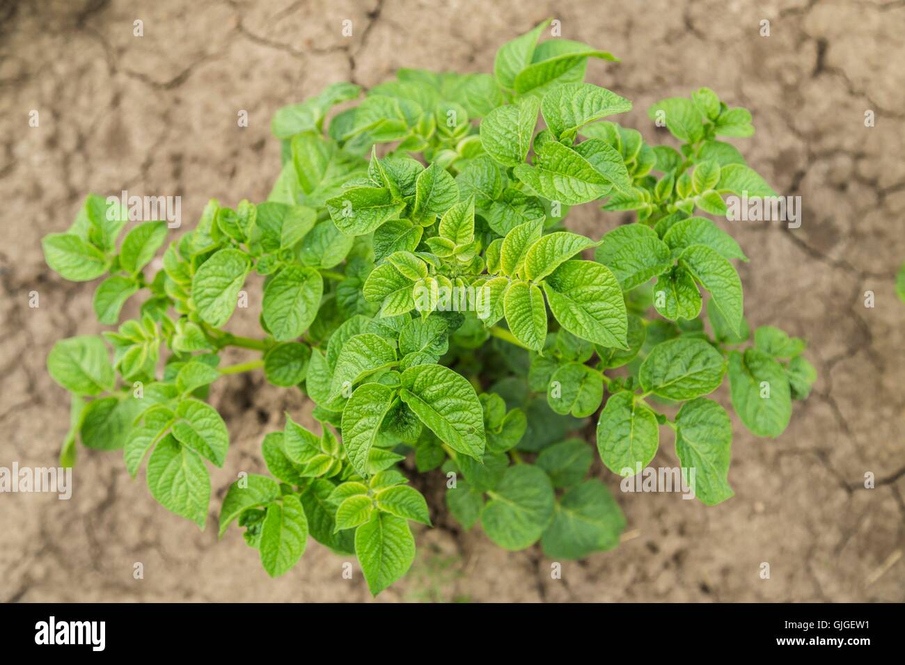 Potatoes bush.  leaves. Stock Photo