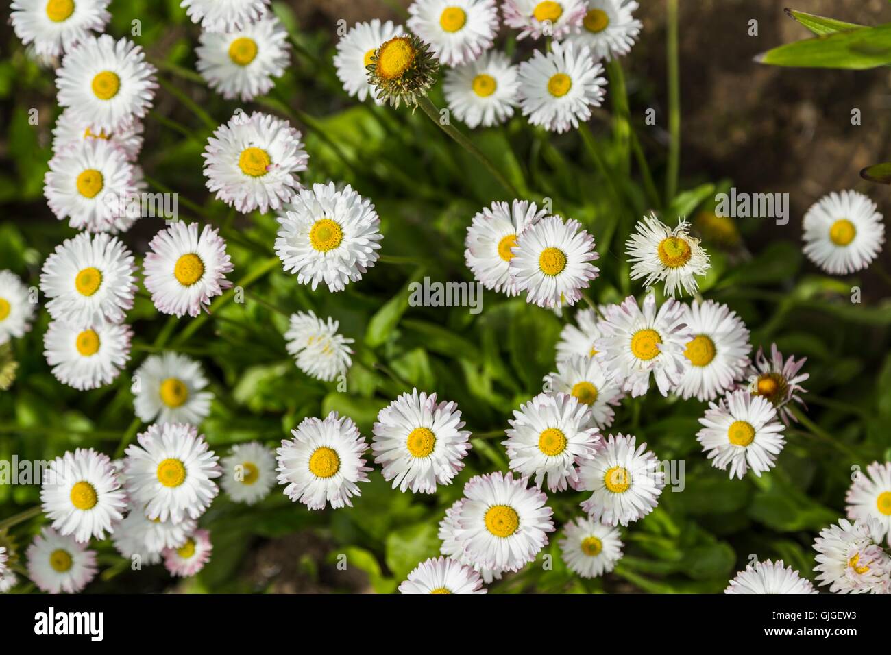 Field of small white Chamomile Stock Photo