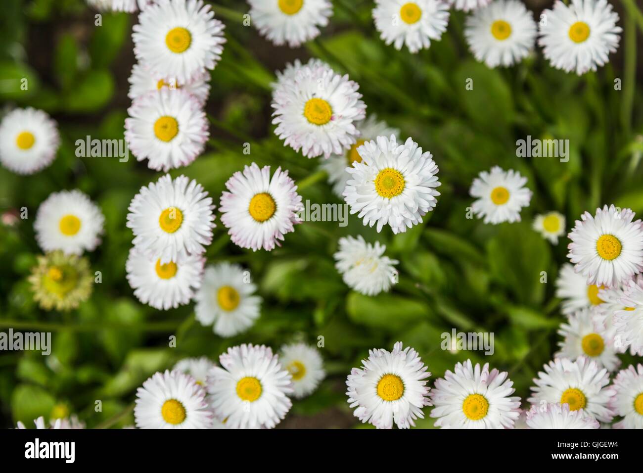 Field of small white Chamomile Stock Photo