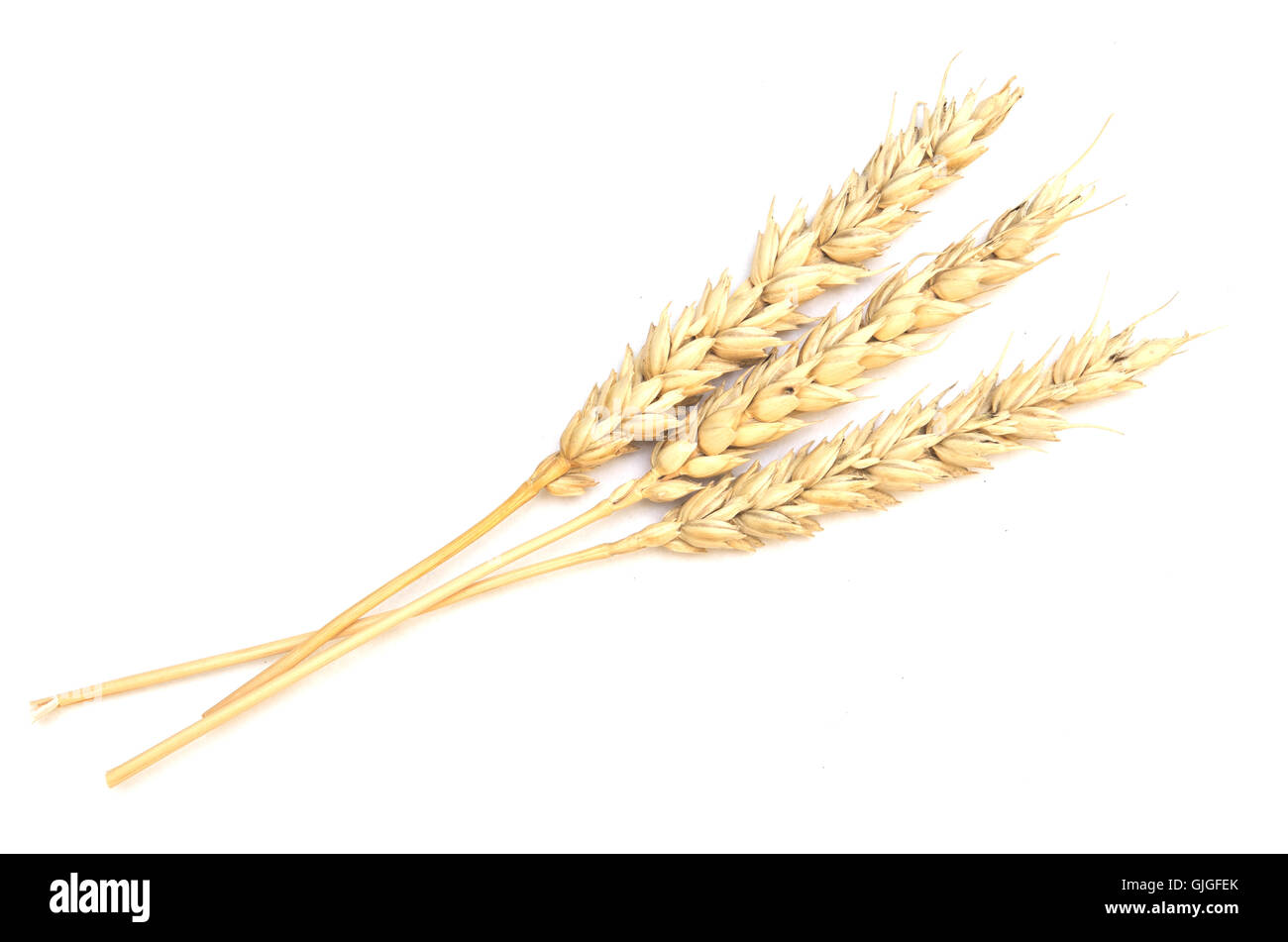 wheat isolated on white background Stock Photo