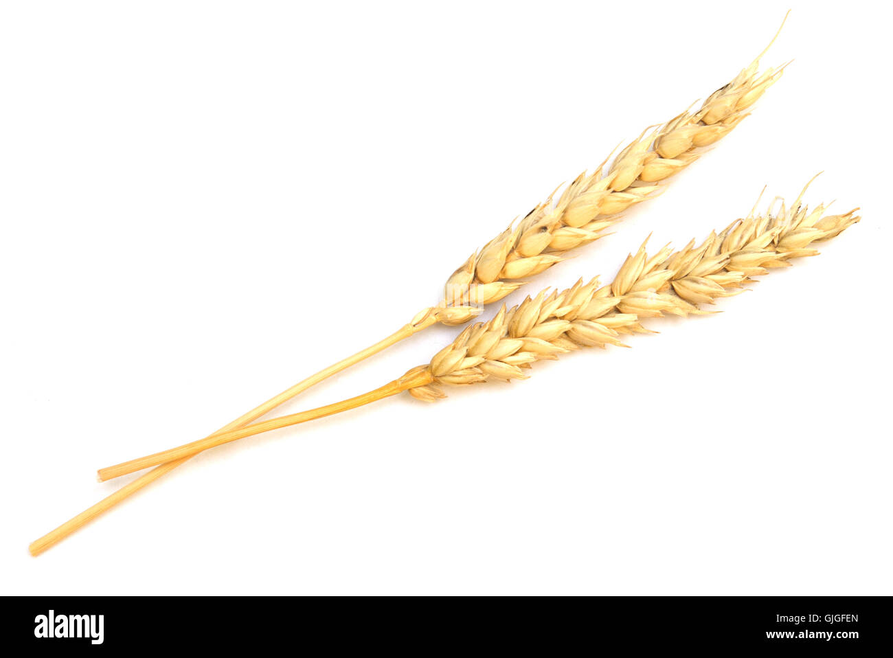 wheat isolated on white background Stock Photo