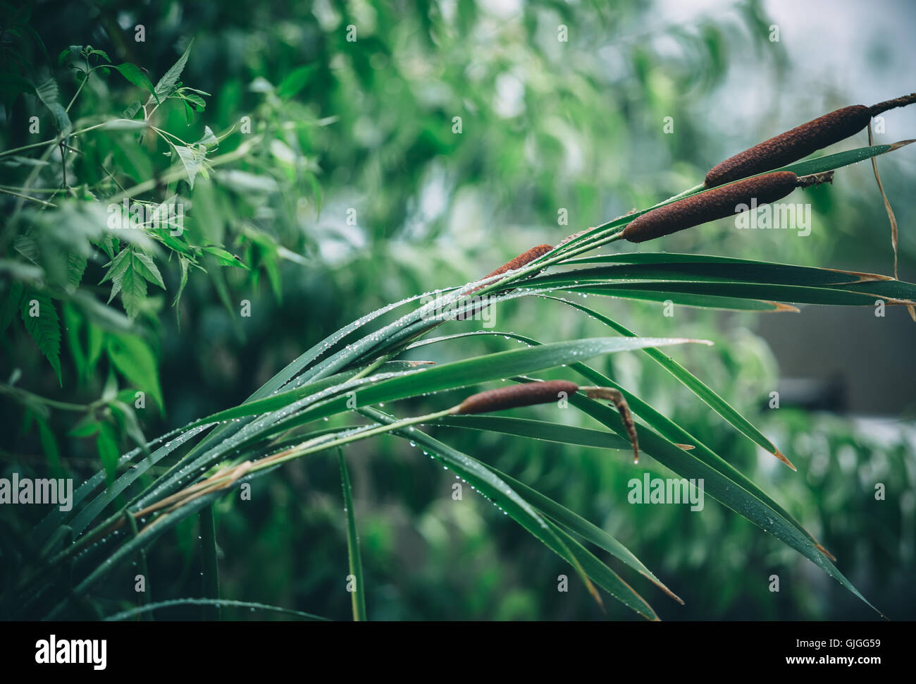 Beautiful natural background with reeds and drops of dew Stock Photo