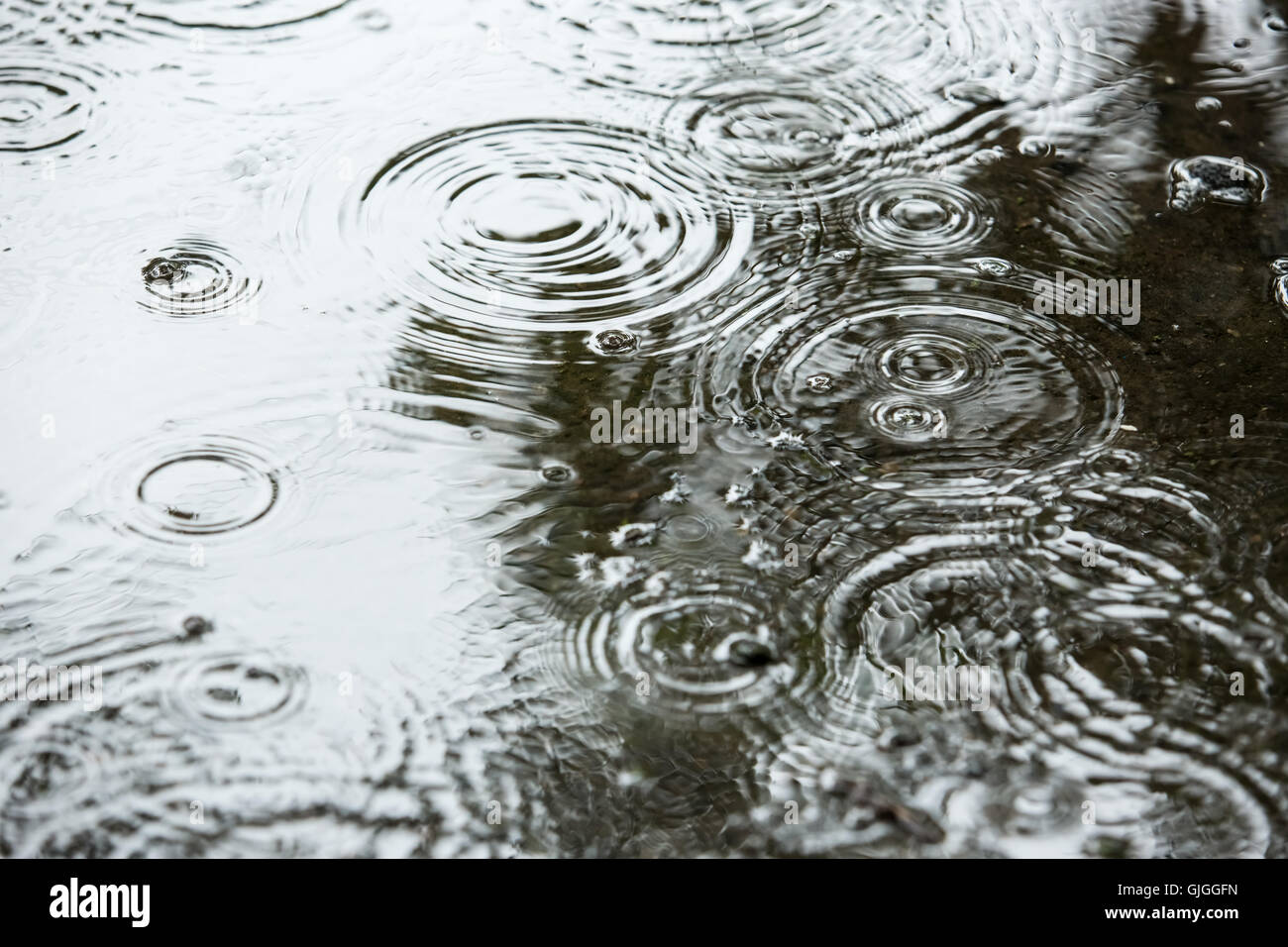 Beautiful backgrounds with falling water drops in a puddle in the rain Stock Photo