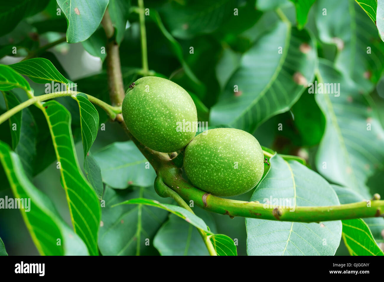 Young walnuts in green shell on a tree Stock Photo