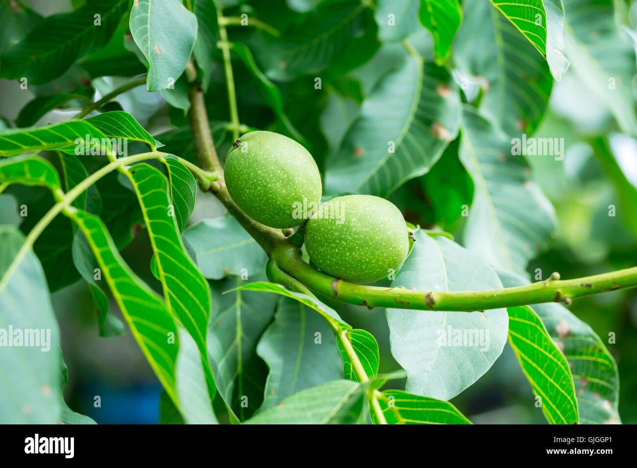 Young walnuts in green shell on a tree Stock Photo