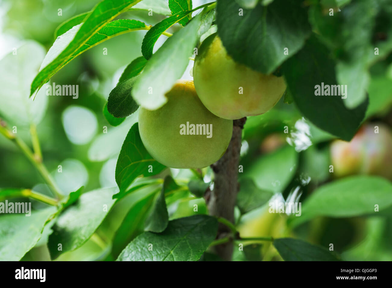 Young walnuts in green shell on a tree Stock Photo Alamy