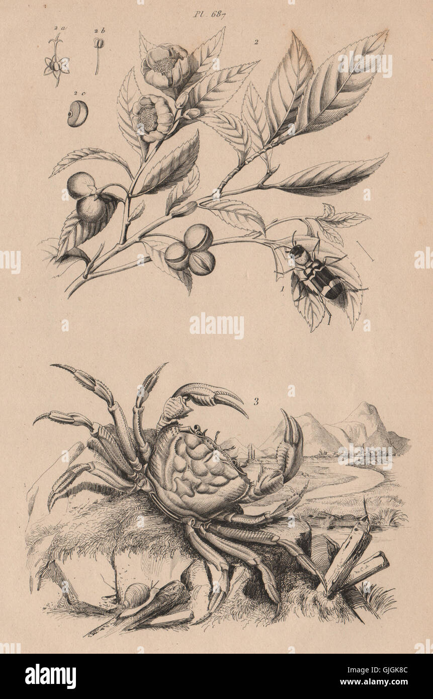 Thanasimus (Ant Beetle). Thé (Tea) plant. Thelphusa fluviatilis. Crab, 1834 Stock Photo