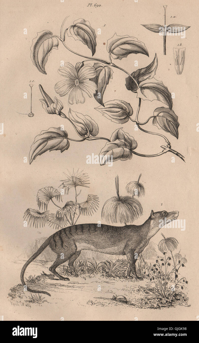 Thunbergia (Clockvine). Thylacine (Tasmanian Tiger), antique print 1834 Stock Photo