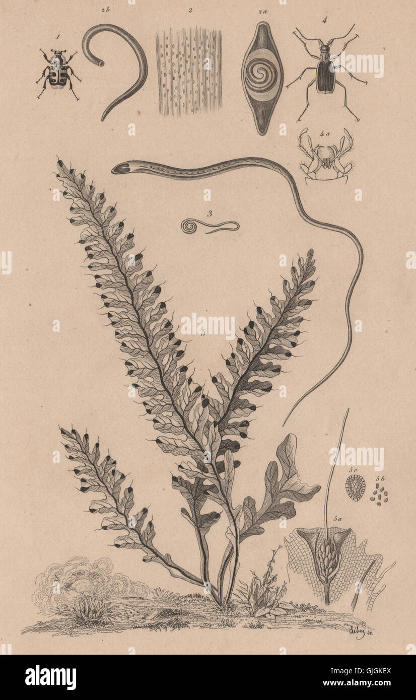 Trichius.Trichina.Whipworm.Trichognathe.Trichomane (Climbing Bristle Fern), 1834 Stock Photo
