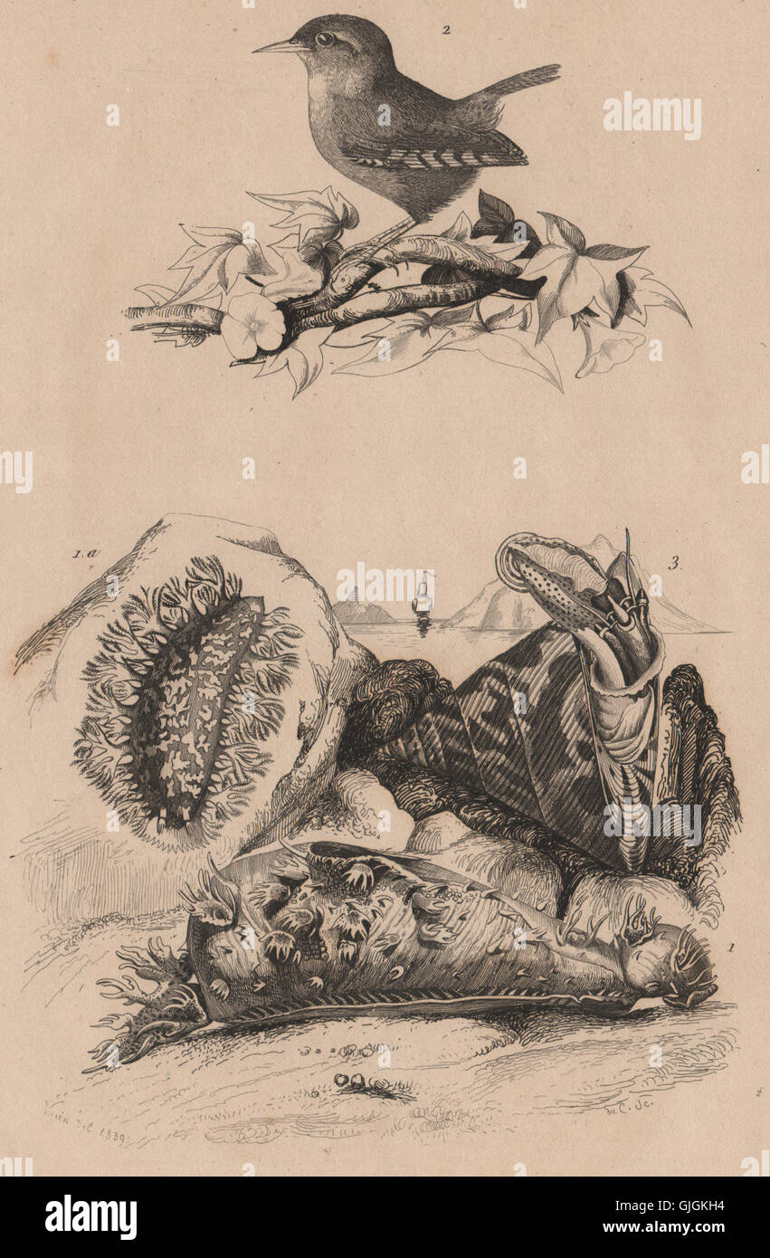 Tritonia (gastropod). Troglodyte (Wren). Trochidae (Top Snails), print 1834 Stock Photo