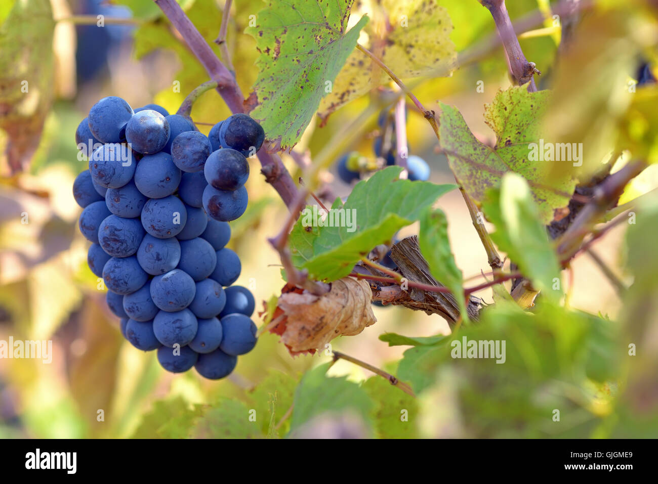 Red grapes with leaves at vineyard Stock Photo Alamy