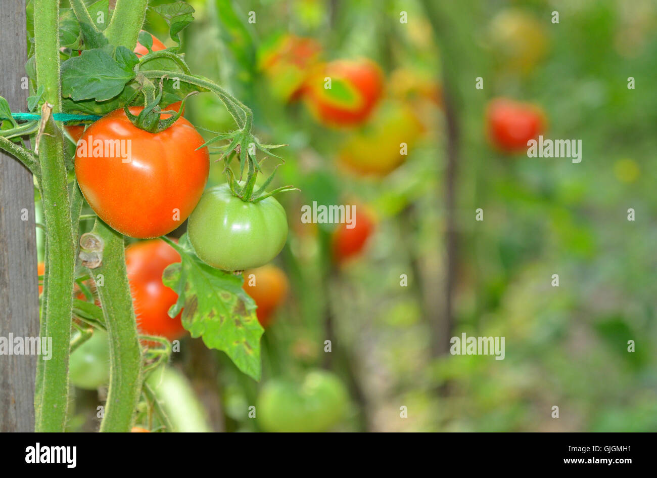 Ripe tomatoes growing in a greenhouse Stock Photo - Alamy