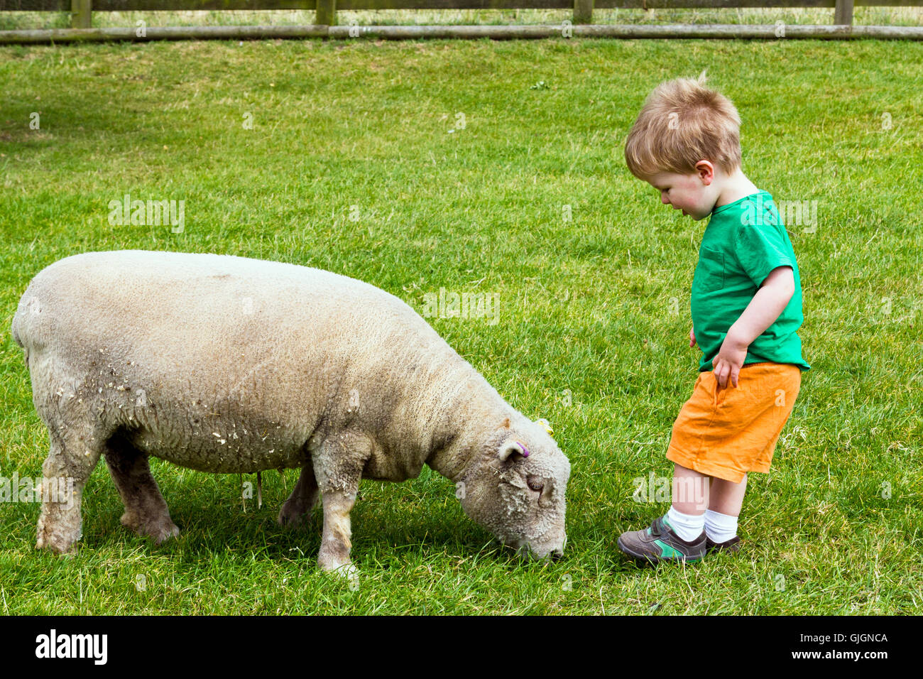 Toddler and sheep Stock Photo